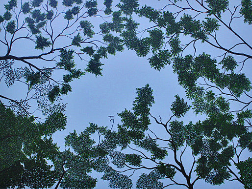 CANOPY A calm sky‑blue abstract with branches and individually painted leaves forming a gentle canopy. A serene contemporary artwork evoking the quiet of lying on cool grass beneath rustling trees. Perfect for natural, tranquil interiors.