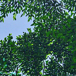 CANOPY A calm sky‑blue abstract with branches and individually painted leaves forming a gentle canopy. A serene contemporary artwork evoking the quiet of lying on cool grass beneath rustling trees. Perfect for natural, tranquil interiors.